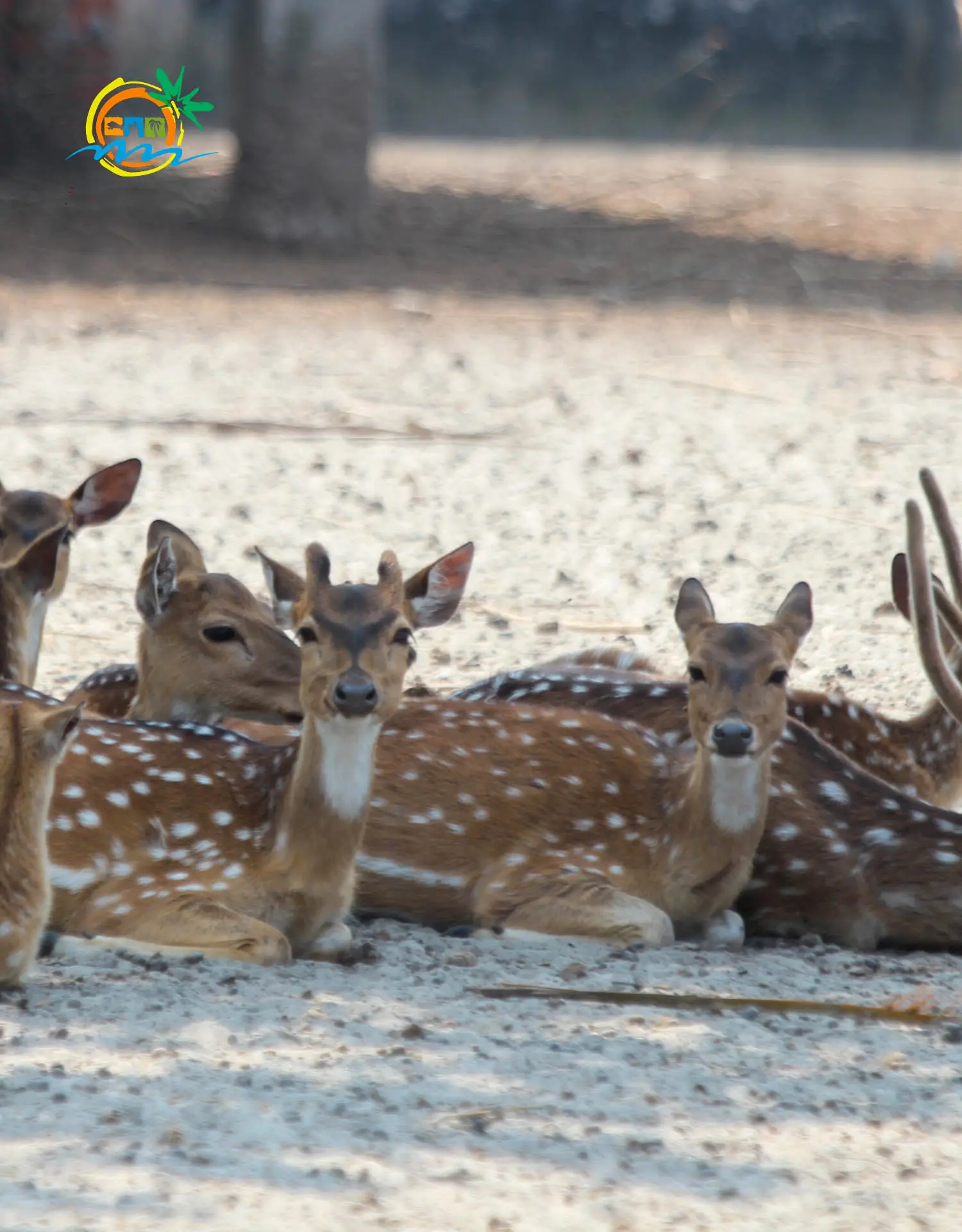 Resort Sundarban (8)